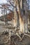 Grove Cypress Trees in Sukko Fall