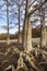 Grove Cypress Trees in Sukko Fall