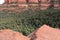 A grove of evergreen trees growing on a red sandstone and white limestone mountainside in Arizona