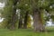 Grove of giant poplars. Close-up tree. Black poplar