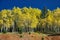 A Grove of Golden Aspens Interrupted by a Solitary Green Pine