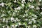 Grove or green flowering bush of fragrant white jasmine