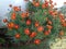 A grove of marigold green leaved plants with delicate red flowers