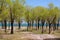 Grove near Issyk-Kul lake shore. Ottuk. Kyrgyzstan