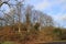 Grove of oak trees in front of sky, mild winter season in Germany at Middlerhine area