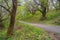 Grove of old chestnut trees on spring day. Montenegro