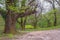 Grove of old chestnut trees in spring. Montenegro