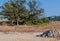 Grove of old growth trees at construction site