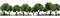 grove of olive trees vector simple 3d smooth cut isolated illustration
