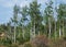 Grove of Quaking Aspen Trees