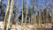 Grove of slender birches fluffy white snow on a sunny winter day