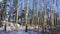 Grove of slender birches fluffy white snow on a sunny winter day