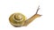 Grove snail or brown-lipped snail, Cepaea nemoralis