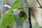 Grove snail - Cepaea nemoralis
