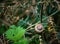 A grove snail in it`s shell on a leaf amongst fern foliage