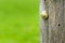 A grove snail on a wooden fence post in the countryside
