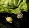 Grove snails and green salad leaf