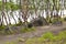 Grove of subarctic birches in the summer on the bank of the lake