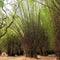 Grove of tall bamboo trees in shades of green