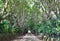 Grove of trees at Sakaretsu Isomae Shrine approach