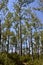 Grove of Trembling Aspen (Populus tremuloides) trees along hiking trail at Presqu\\\'ile