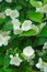 Grove of white flowers of seringa