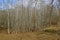 Grove of young aspen trees