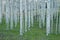 Grove of Young Aspens