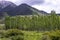 Grove of young poplars against hills covered with forests and cloudy sky. Travel in Kyrgyzstan