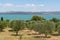 Groves of olive trees surrounding Vransko lake, Dalmatia, Croatia