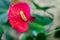 Grow Anthurium Plants