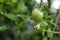 Grow in the greenhouse early green tomatoes