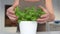 Grow herbs in your home kitchen