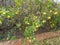 Grow Improved Dwarf Meyer Lemons Indoors or Out