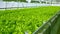 Grow lettuce in the greenhouse. Frize and Salad green plantations. Green bushes and seedlings on the farm. Agriculture