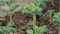 Grow lettuce, vegetable plot, organic, green, healthy