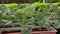 Grow lettuce, vegetable plot, organic, green, healthy, food
