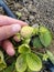 grow natural strawberries in the soil,green raw strawberries close-up,unripe strawberries