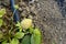 grow natural strawberries in the soil,green raw strawberries close-up,unripe strawberries