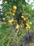 In grow in normal soil, Indian orange sweet, testy and delicious