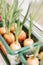 Grow onions on the window in pots. Sprouting onions on the windowsill.