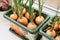 grow onions on the window in pots. Sprouting onions on the windowsill.