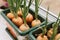 grow onions on the window in pots. Sprouting onions on the windowsill.