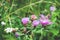 Grow purple flowers of Serratula Lycopifolia plant