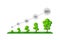 The grow of tree as a percentage, infographic of tree growing vector illustration