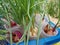 Grow vegetables in used plastic glasses