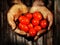 Grow your own - dirty hands holding tomatoes after harvesting