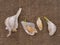 Grow your own garlic, cloves growing on hessian background. Gardening, horticulture.
