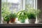 Grow your own trend, people growing veggies and herbs indoors on a sunny windowsill. Growing edibles, grow herbs and veggies on a