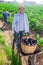 Grower carrying handcart with crop of eggplants in vegetable garden